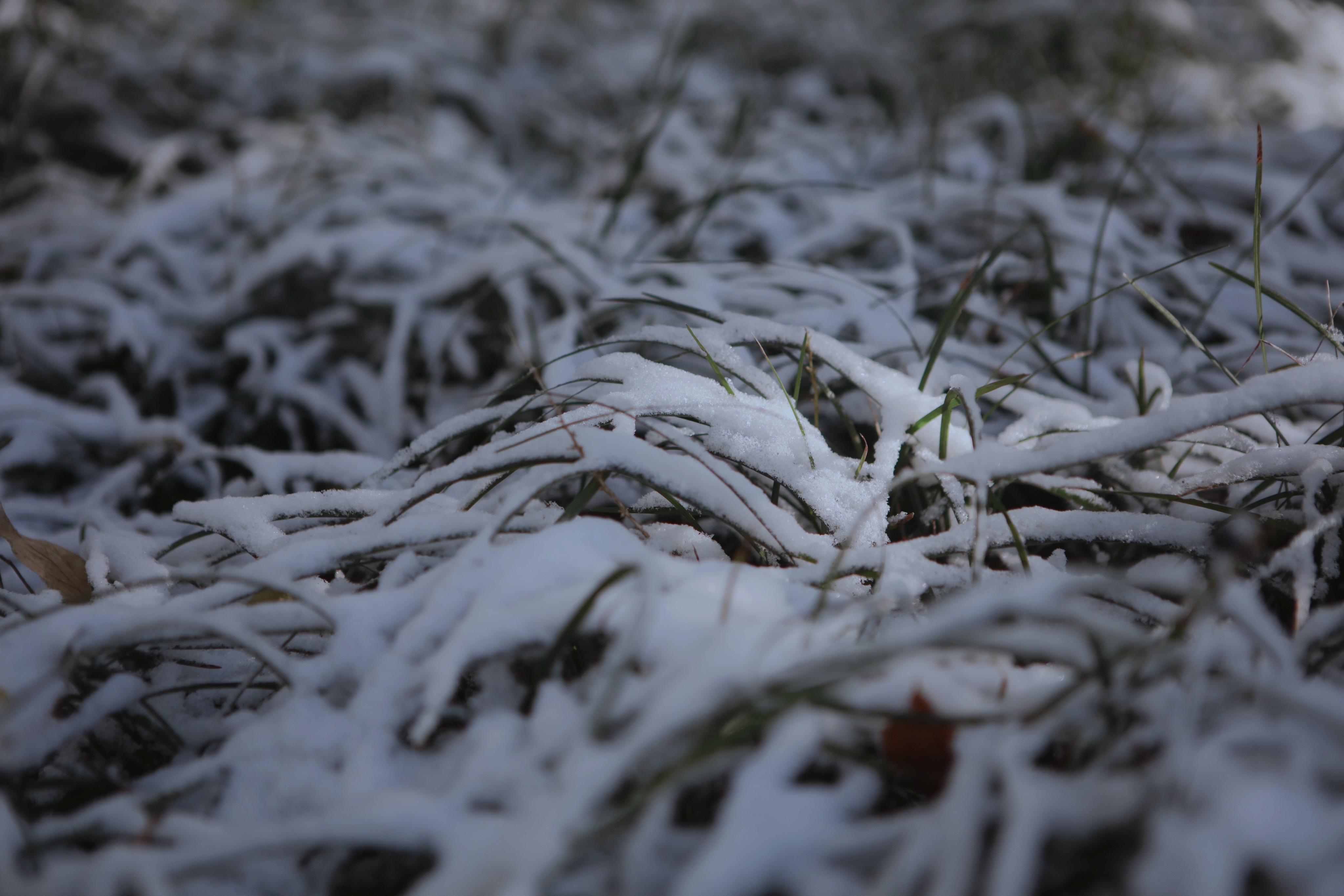 園藝人的寒潮自救指南！