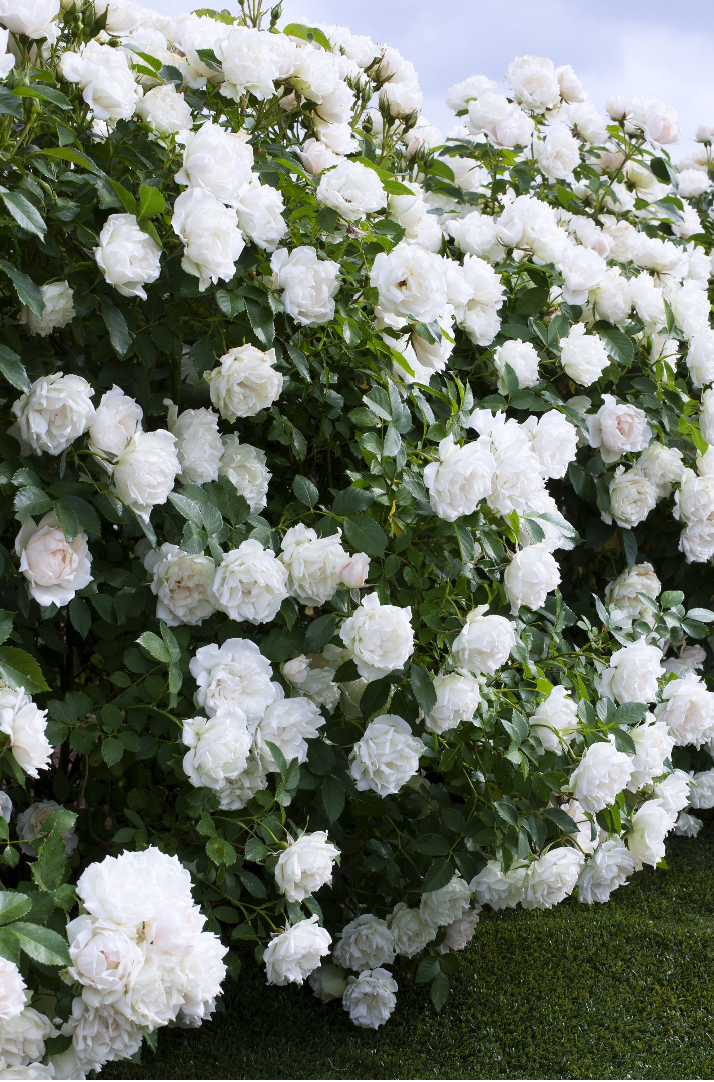 玫昂月季新品大盤點(diǎn)：百年企業(yè)，出手即王炸！