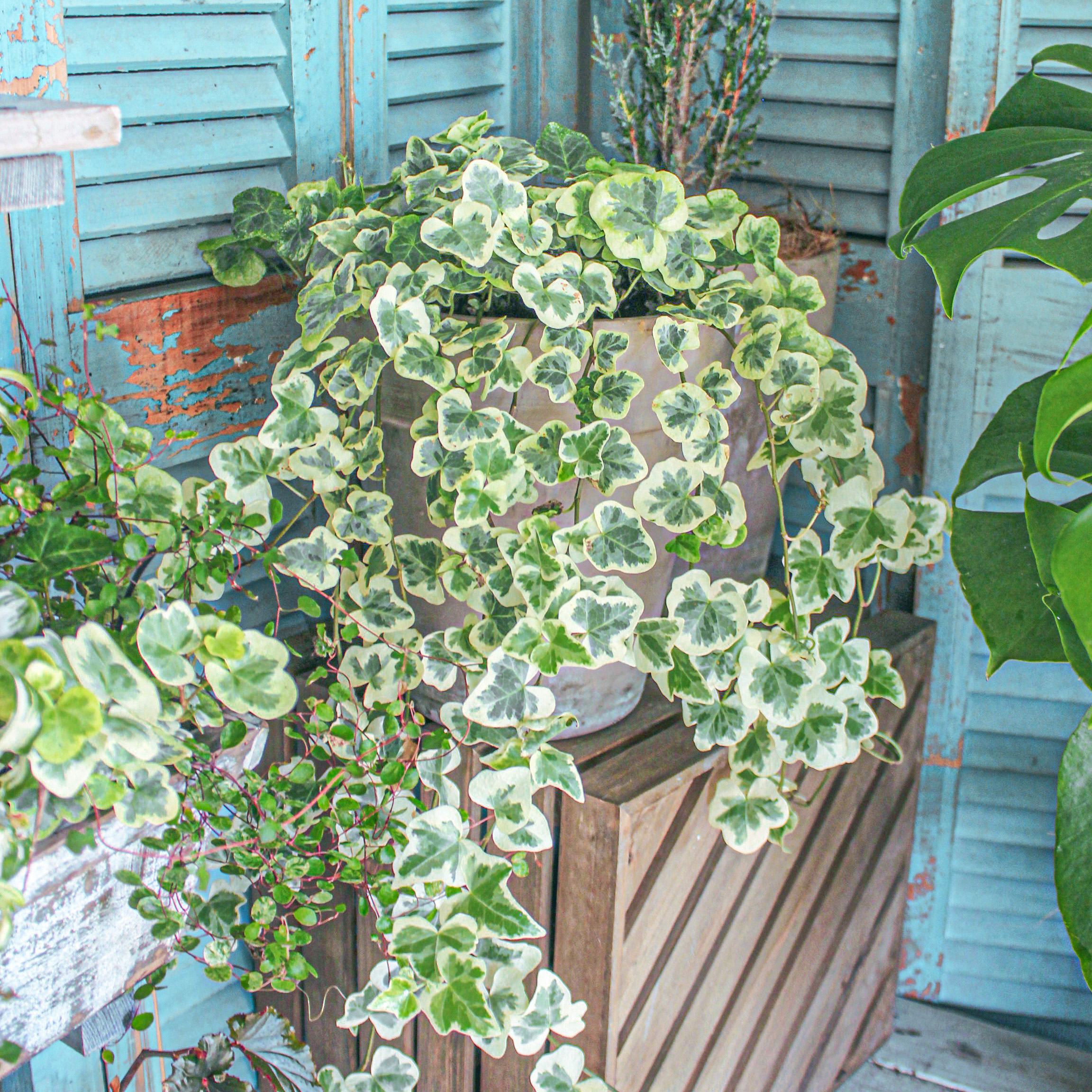 葉比花美！最好養(yǎng)的白錦植物竟然是它！