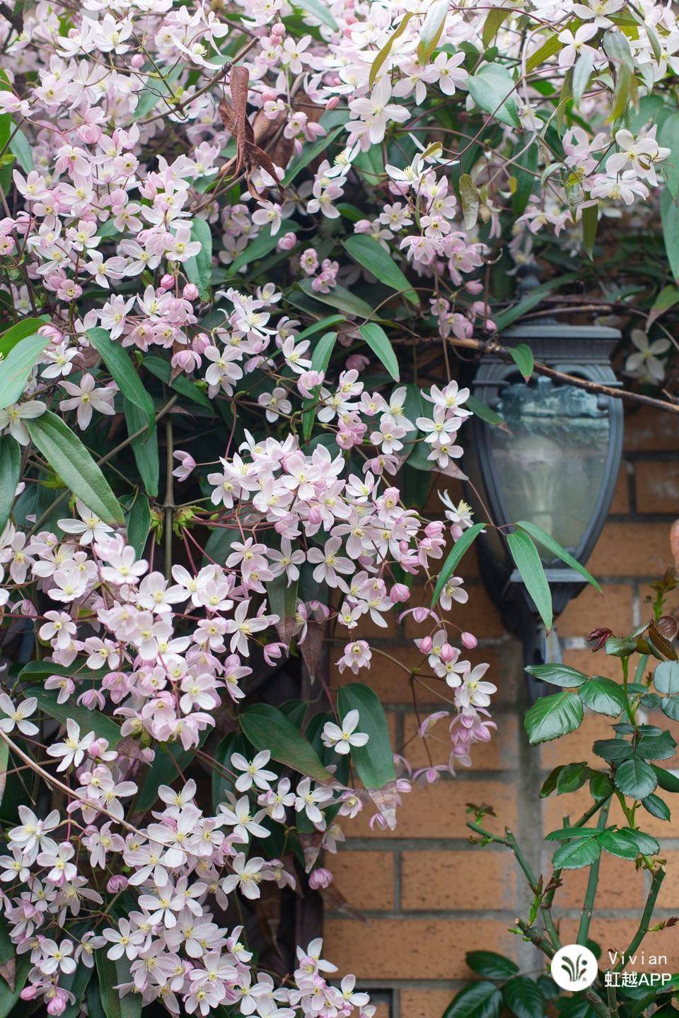 想把花養(yǎng)成精？得先學會在垃圾里‘淘金’！