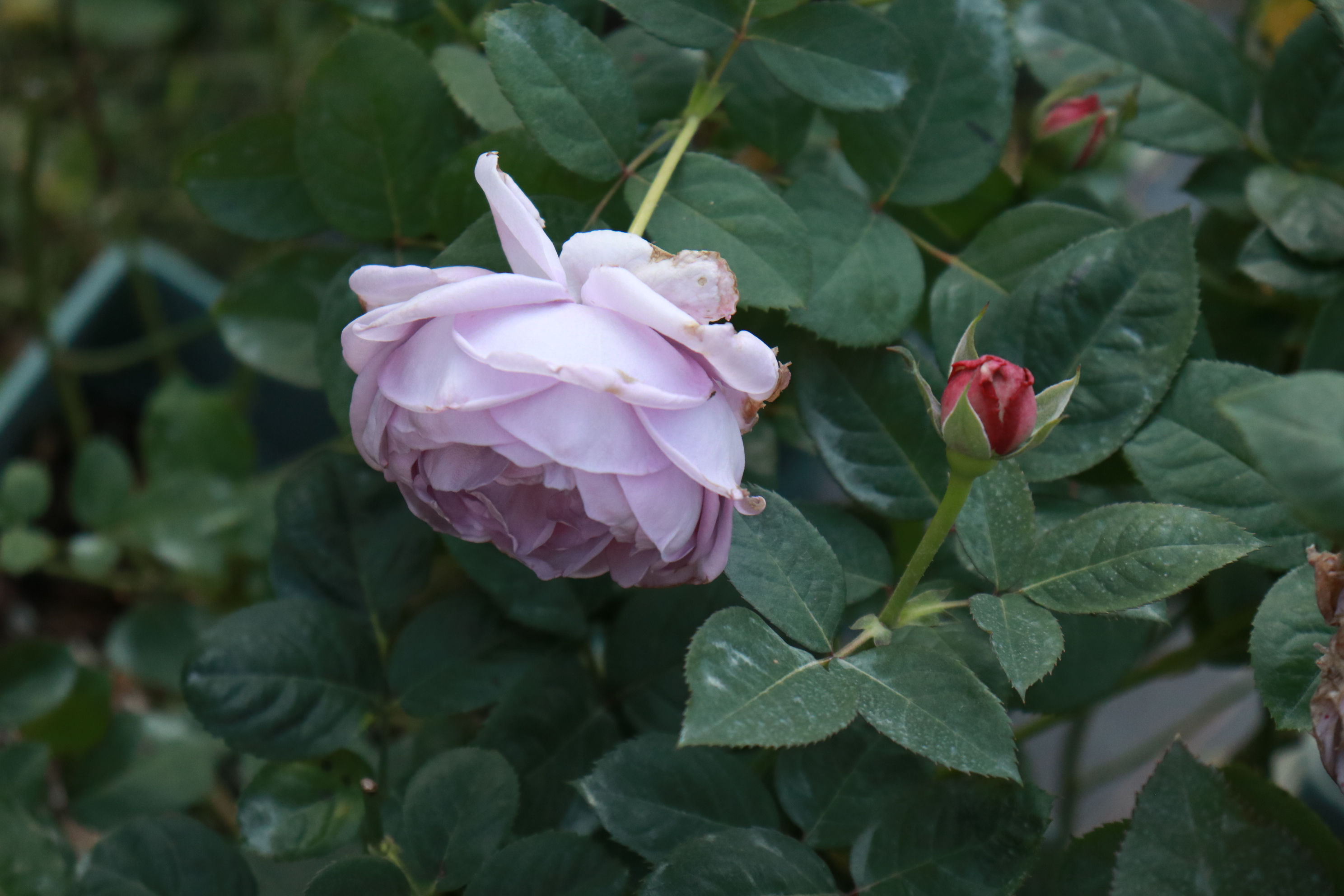 你的月季抹芽了嗎？