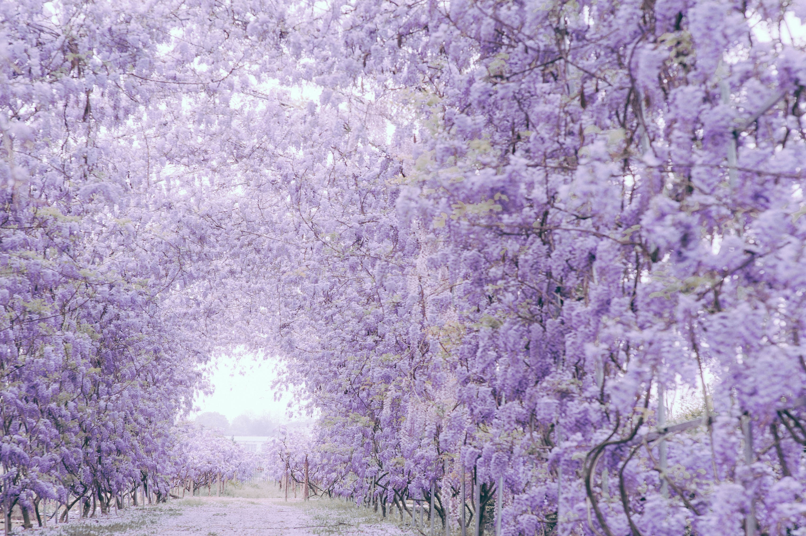 花開如瀑普羅旺斯，送你一個(gè)燦若云霞的春天