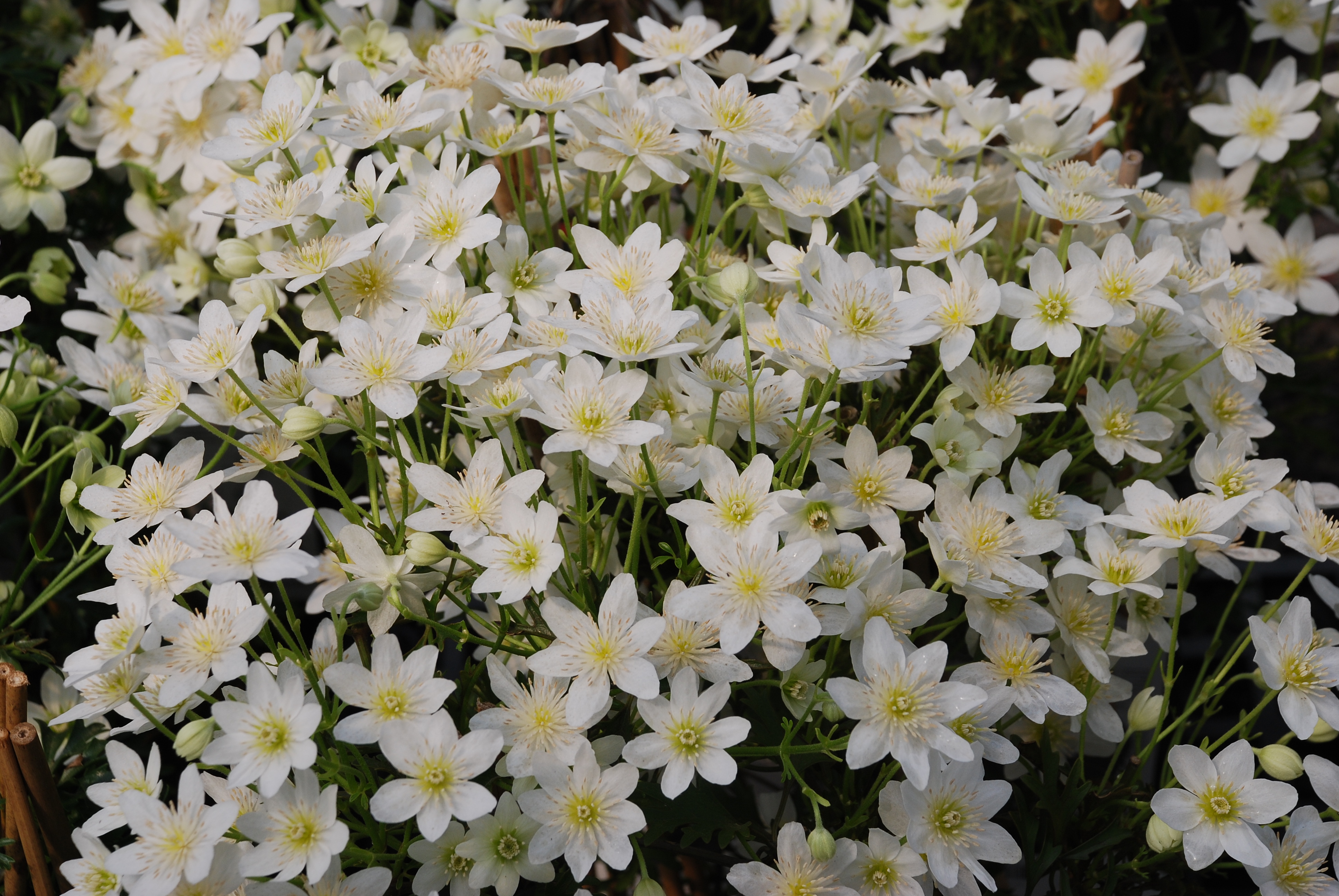 都2022年啦，“美”要勇敢曬出來！鐵線蓮比美大賽又又又來了