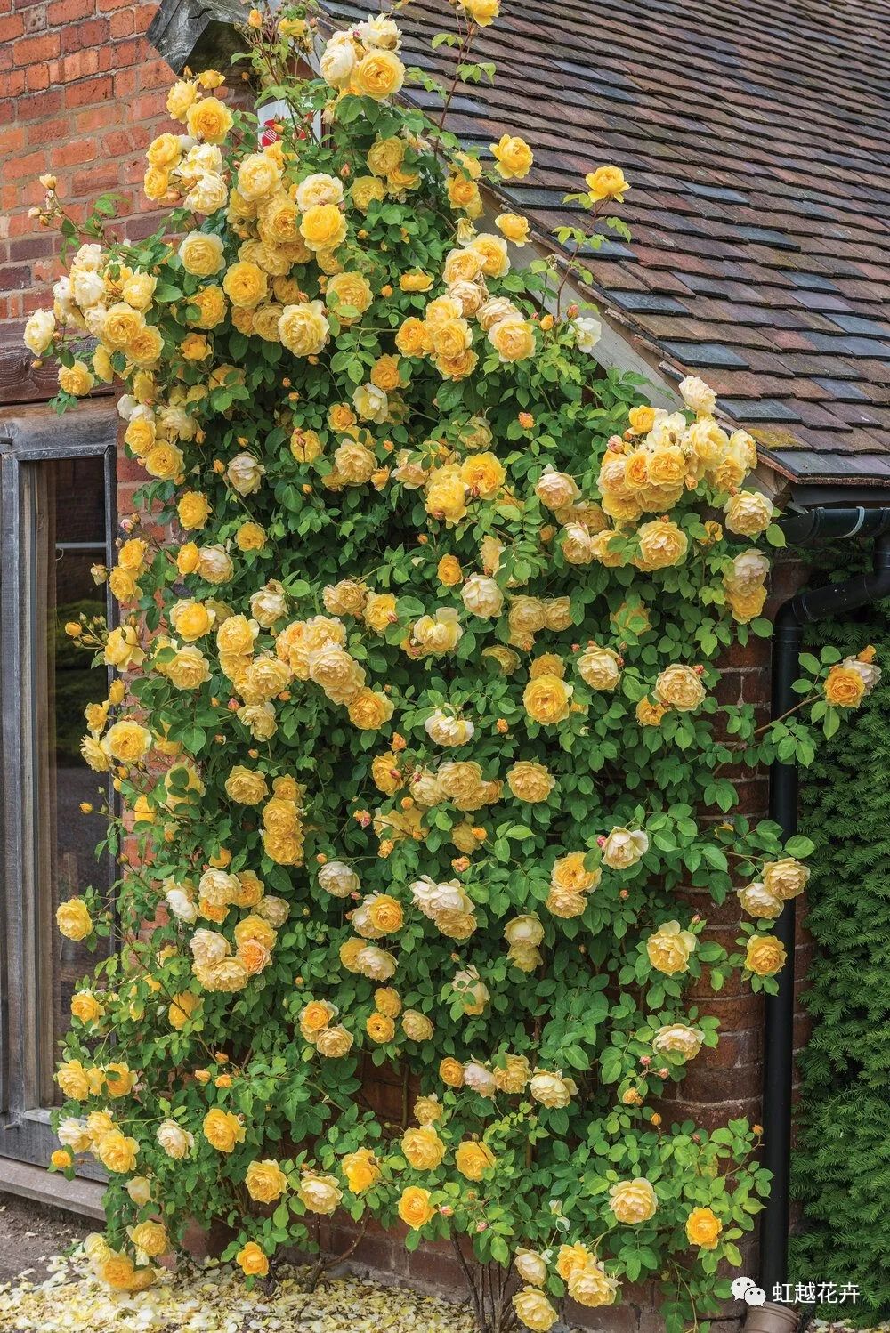 2000多年了，我們怎么還是這么喜歡玫瑰？