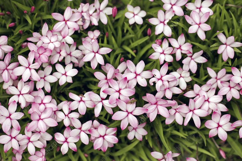 僅需一盆櫻茅，就能獲得‘野趣花園’的最正確打開方式！