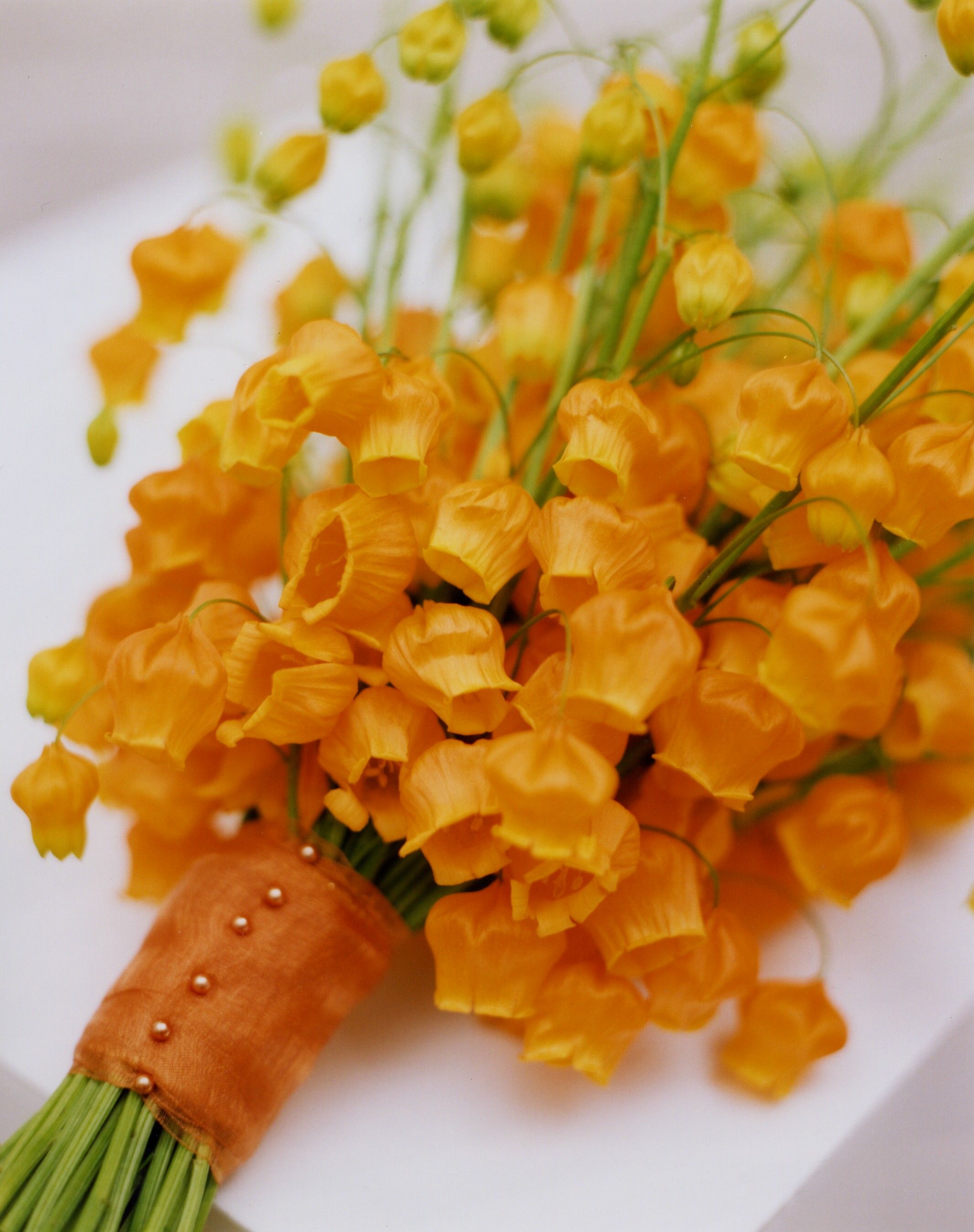 花開即出小燈籠的‘百合’，美得就像一幅畫！