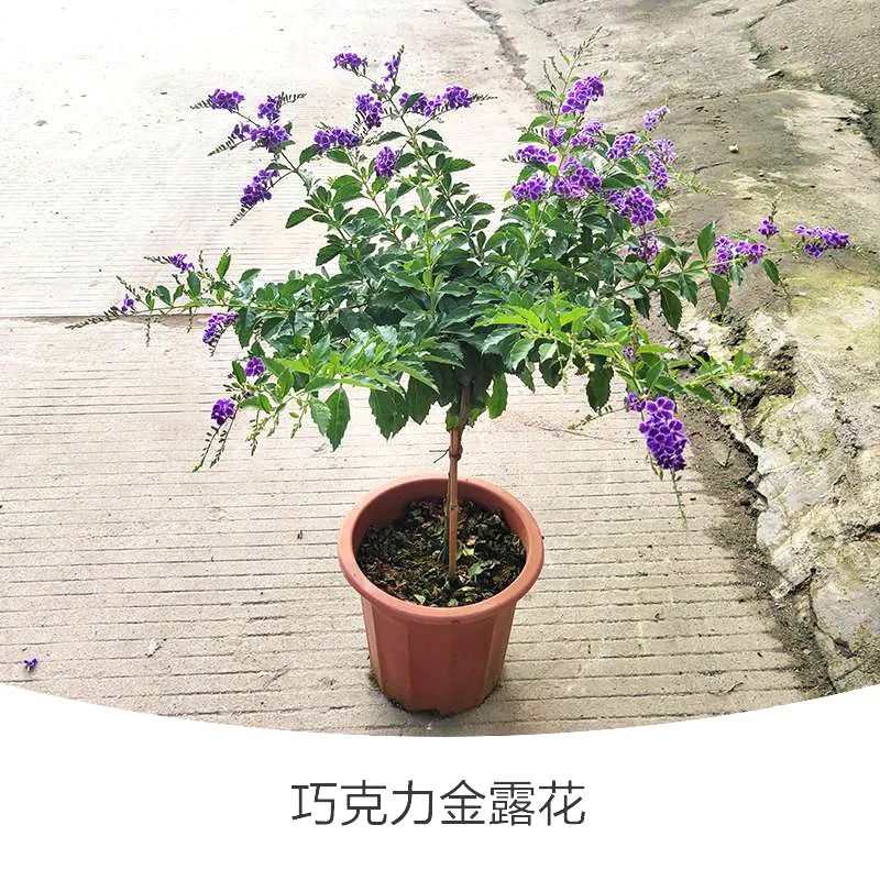 金露花 | 人間巧克力，開花時隔壁小孩要饞哭