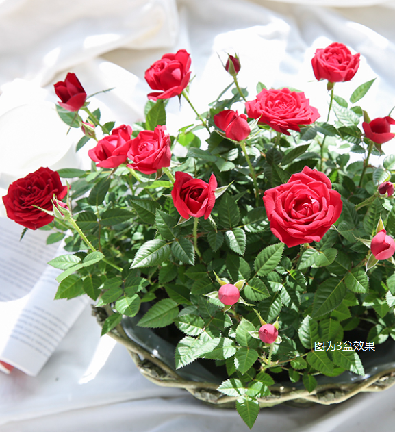 9.9元就能實(shí)現(xiàn)的玫瑰自由，究竟有多快樂！