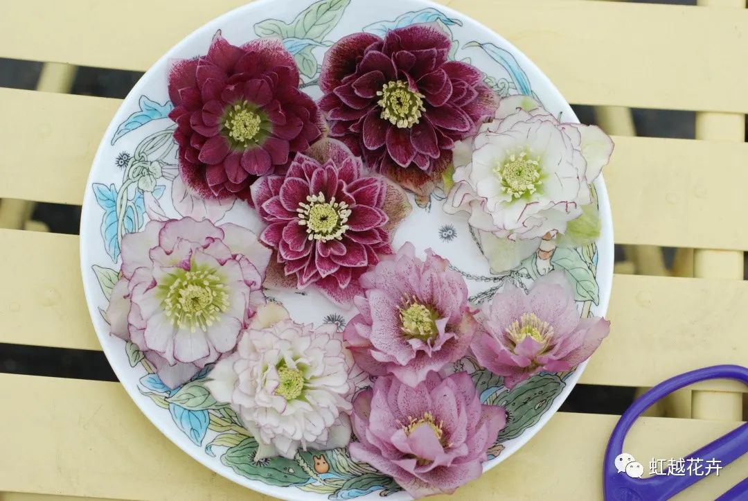 除了名字簡(jiǎn)直完美的鐵筷子，人間仙女花就是她吧！