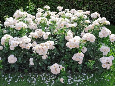 2022深圳花展，這些新優(yōu)品種都獲獎(jiǎng)啦！