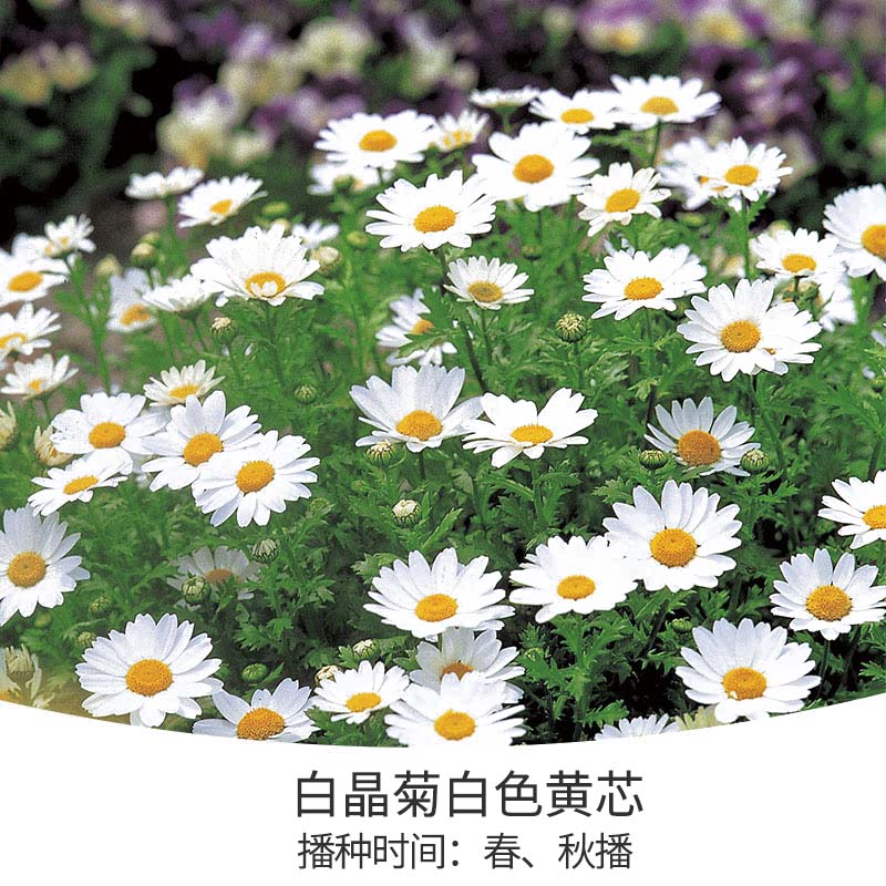 花開堆成雪，不可錯(cuò)失的春日小晴朗上線啦！