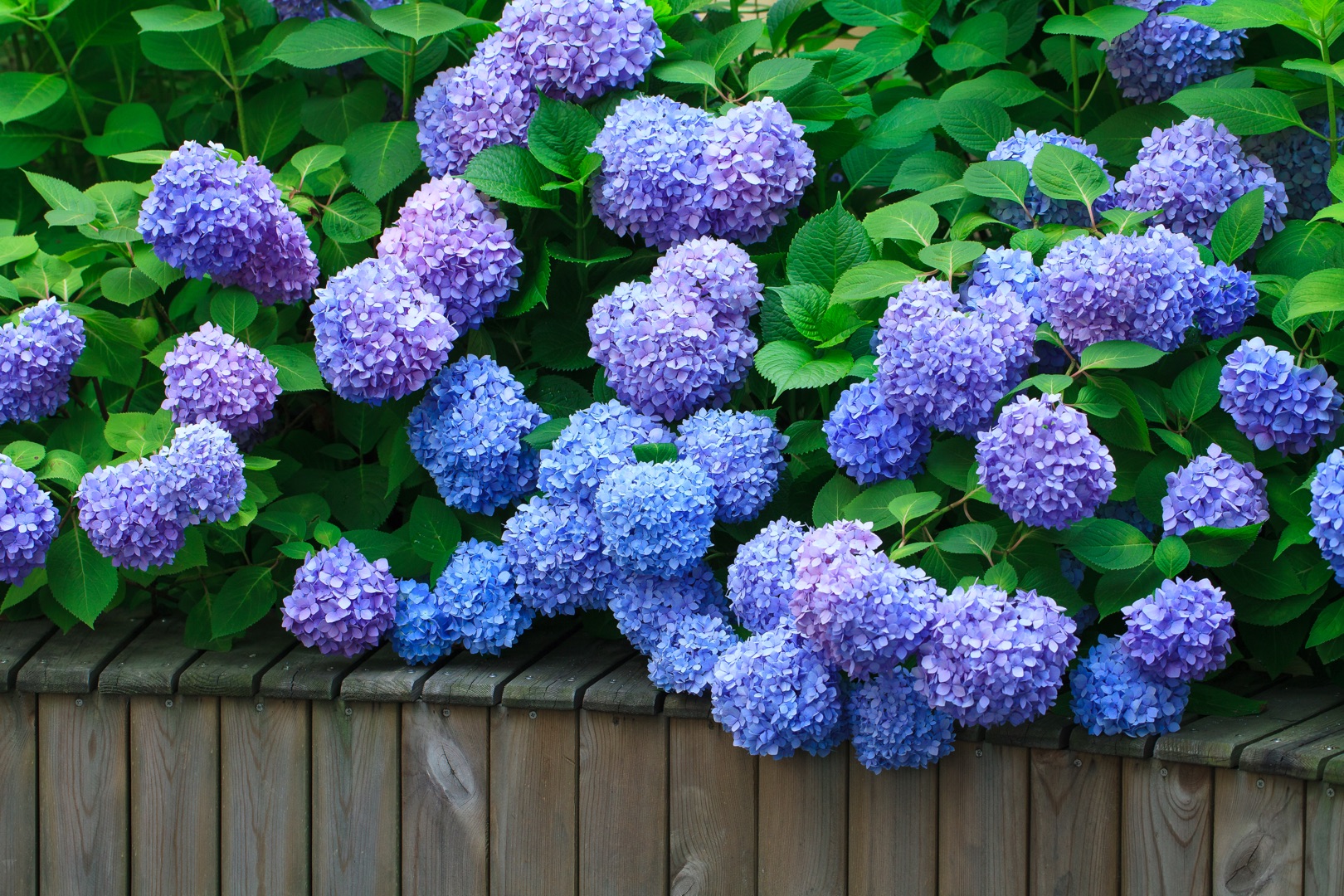 從400元1盆到4元1斤，無(wú)盡夏真的跌下神壇了么？