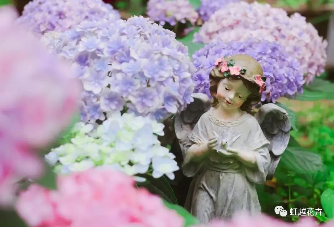 重瓣中的戰(zhàn)斗機(jī)，花手鞠竟能如此夢(mèng)幻（附繡球花后養(yǎng)護(hù)指南）