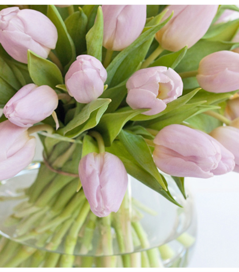 救命！我的郁金香究竟怎么了？