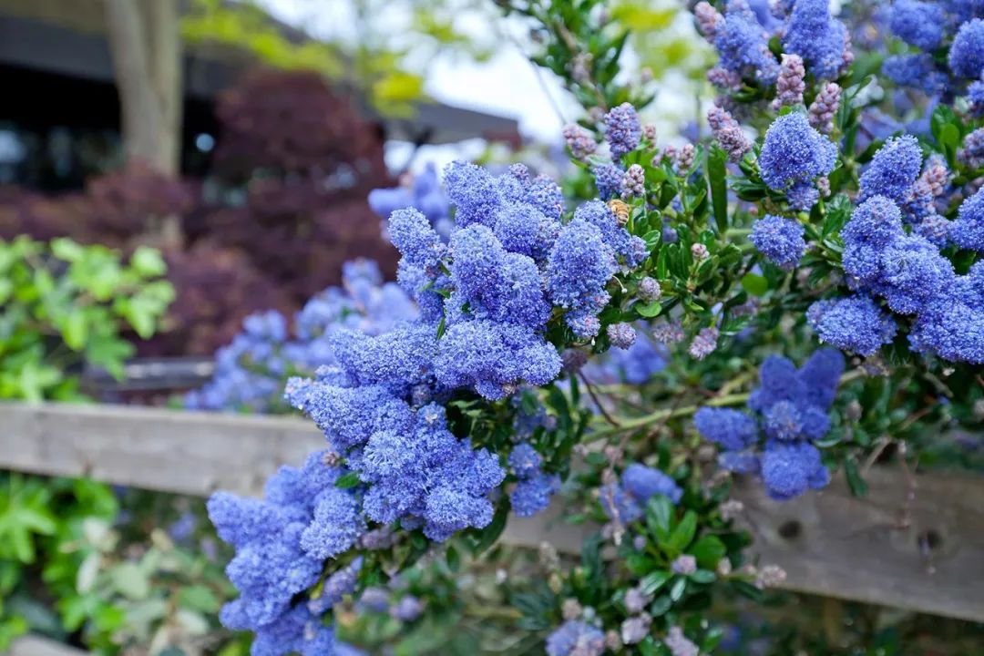 繡球變得毛絨絨時(shí)，就成了美到飛起的美洲茶