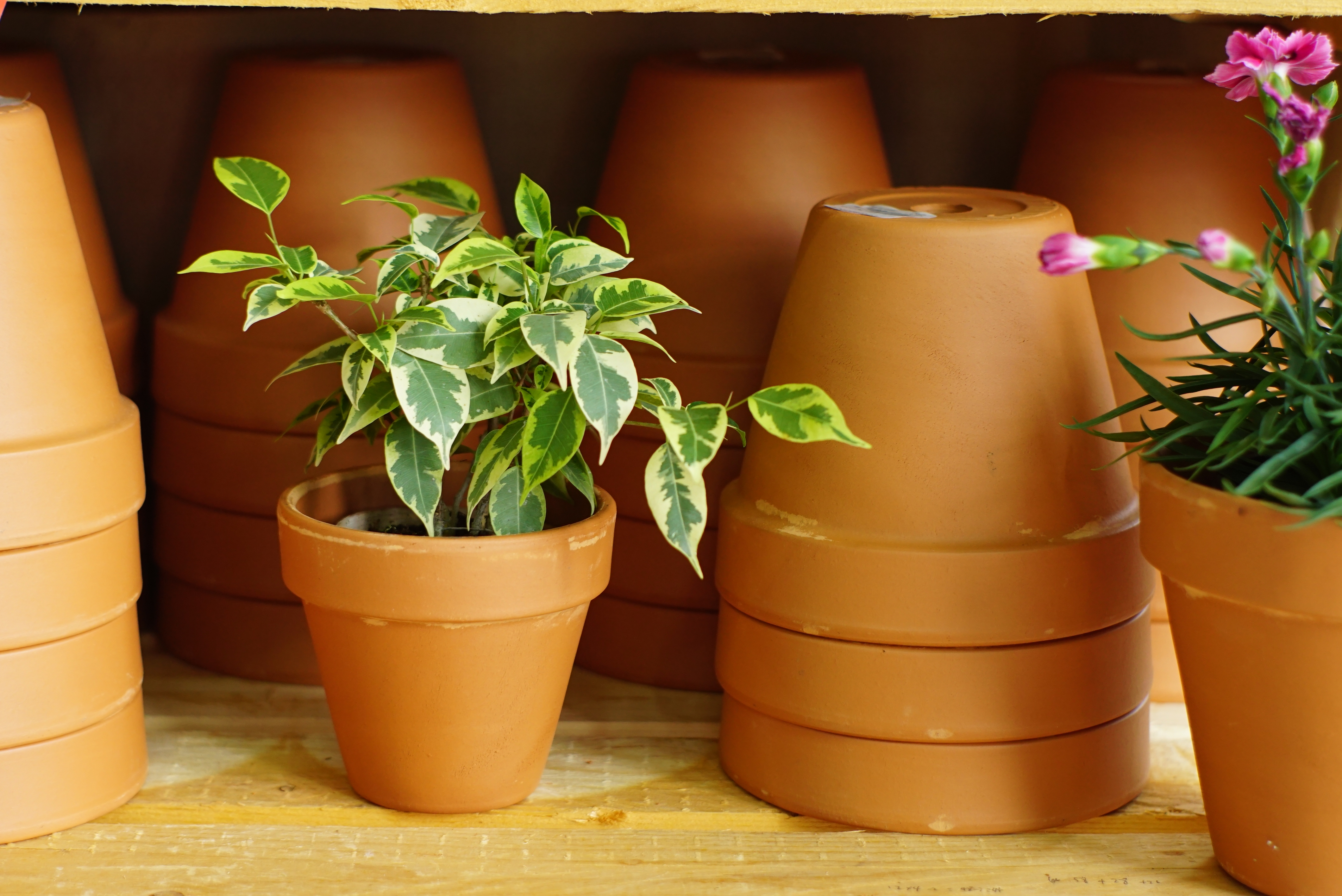 搭對(duì)了盆子的綠植盆花，突破顏值上限！