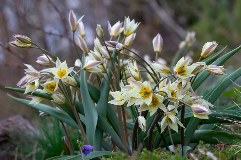 ‘平平無奇’小野花，憑什么被稱為中國(guó)郁金香？