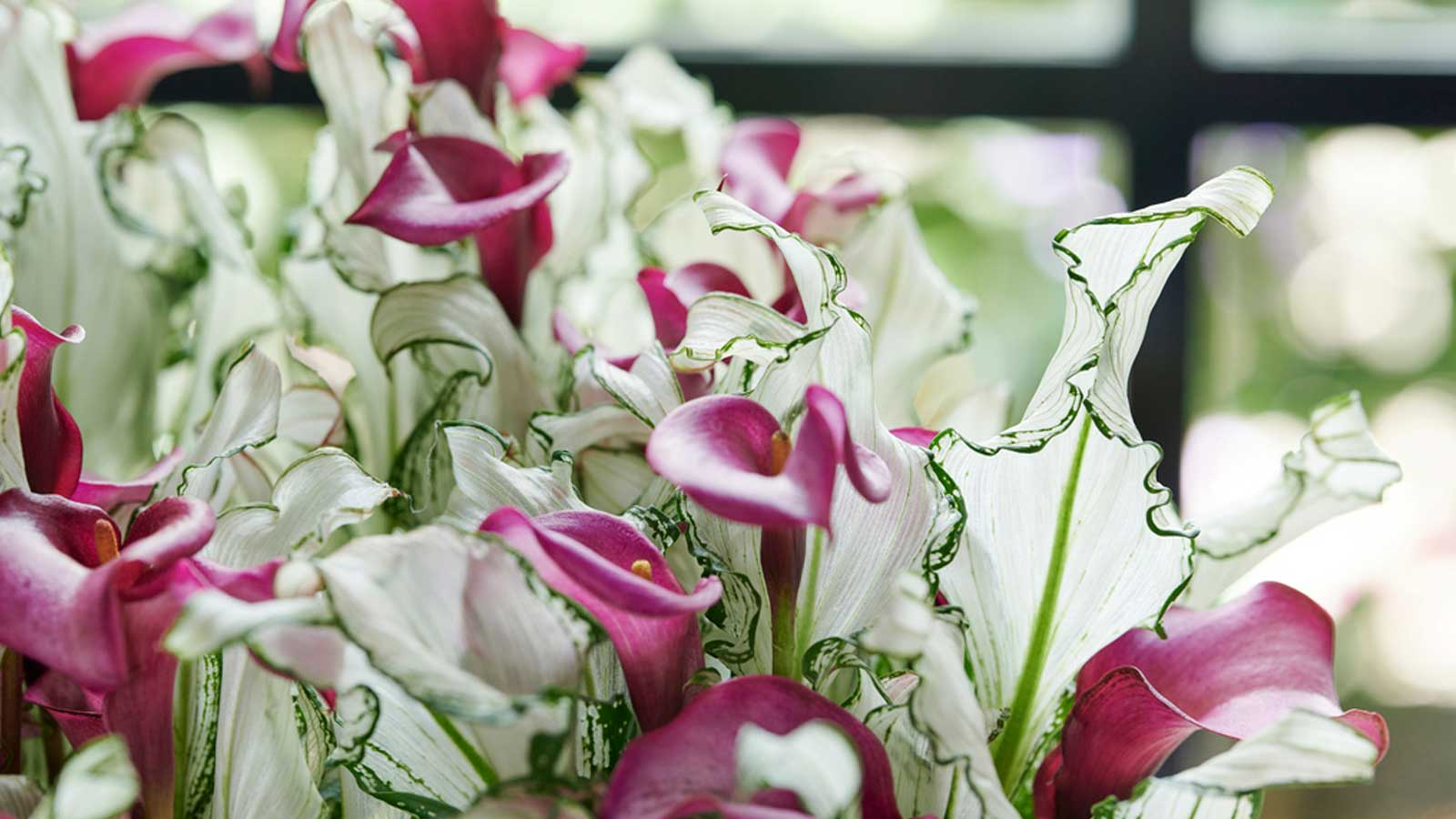 葉比花美，仙到?jīng)]朋友的‘冰雪女王’驚艷上線！