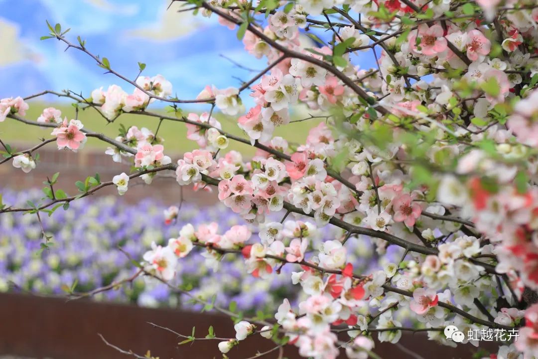 不出意外，又到虹越最美的時(shí)候了！