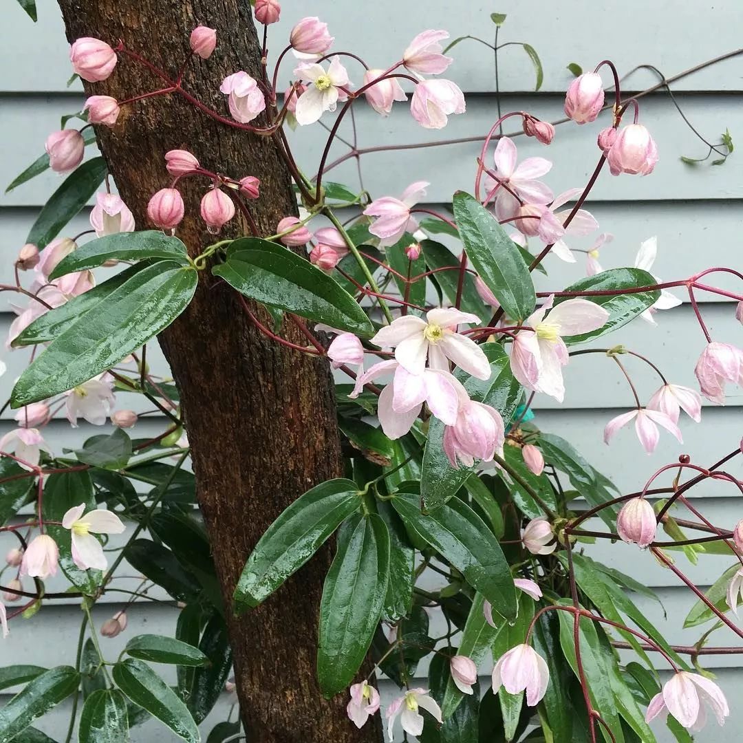 打造一面超級爆花的夢幻花墻！