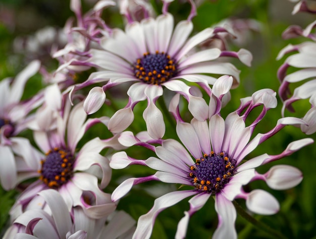 奇特小眾，宛如‘天外來客’的藍目菊，究竟有多可愛？