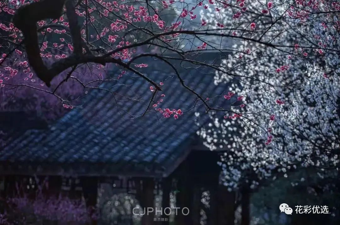 這幾種花都分不清楚，春天都不好意思出門了！