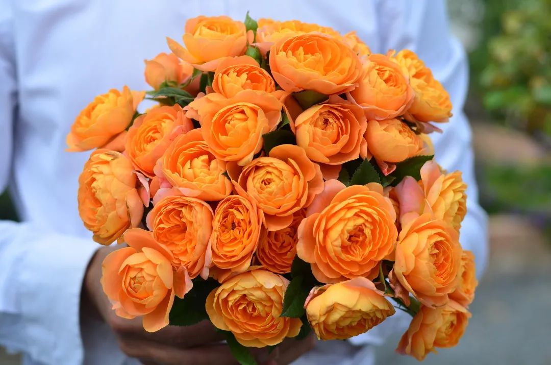 輕松爆花10個(gè)月，她是陽(yáng)臺(tái)花園里永遠(yuǎn)的神！