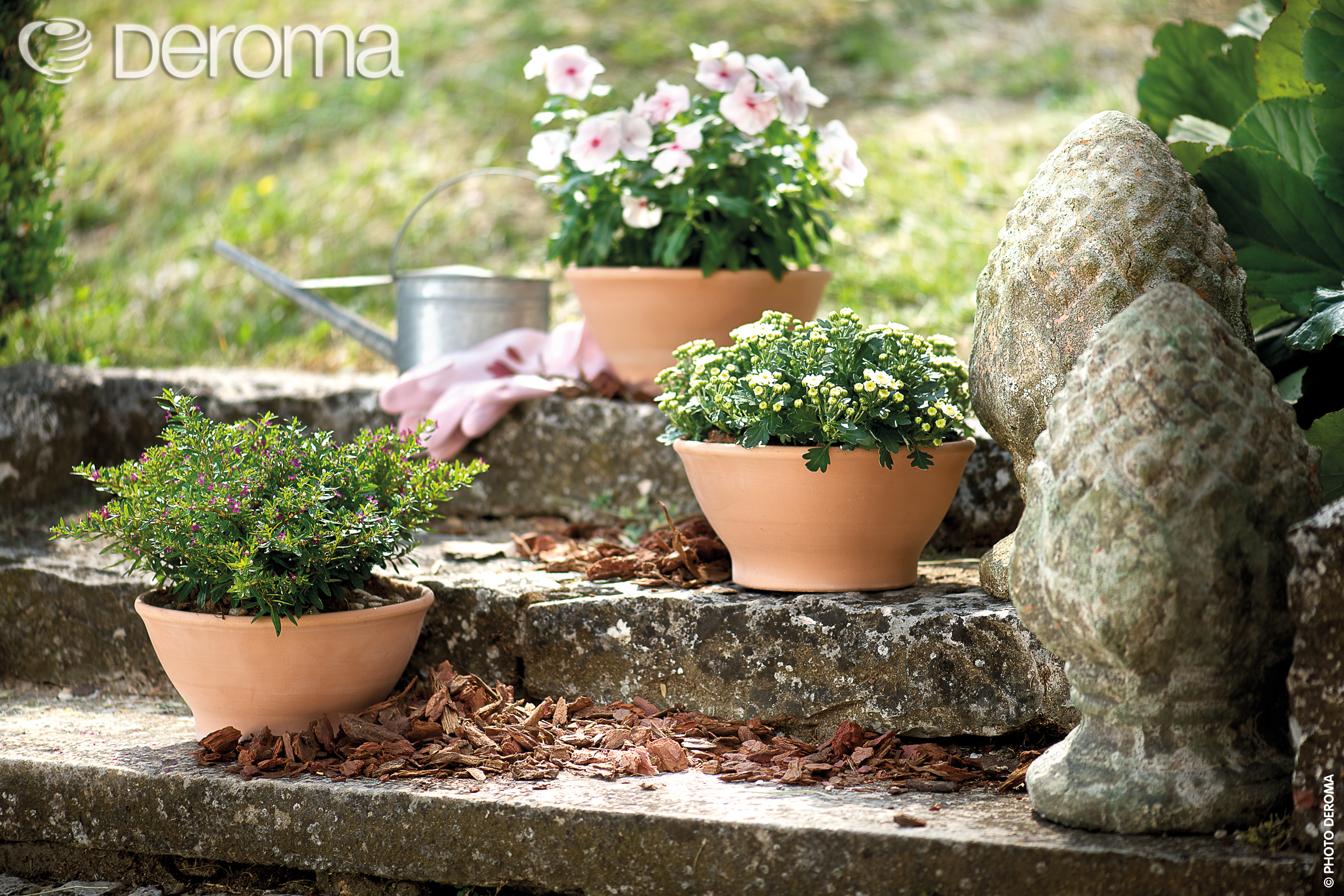 一個(gè)帝羅馬引發(fā)的“陶盆熱”！被萬(wàn)千花友喜愛的它，究竟有什么魔力？！