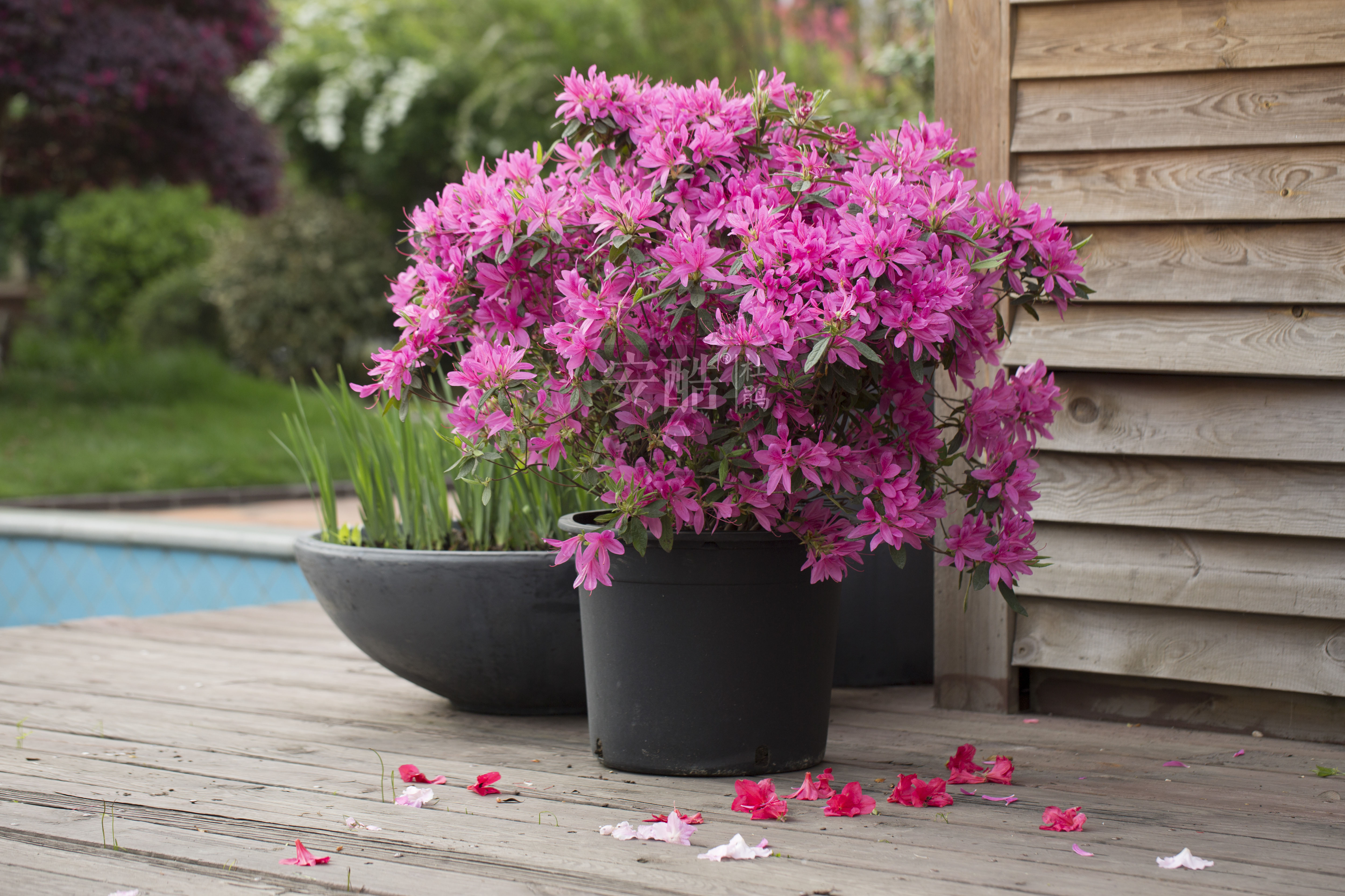 安酷杜鵑——虹越傾力打造多季開(kāi)花杜鵑品牌