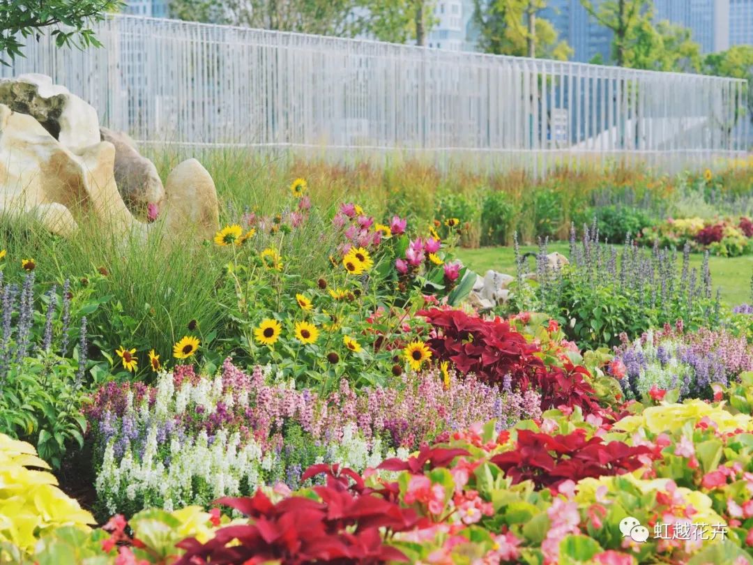 70000+㎡低維護(hù)油畫(huà)風(fēng)花境！虹越的亞運(yùn)景觀改造究竟有多絕？